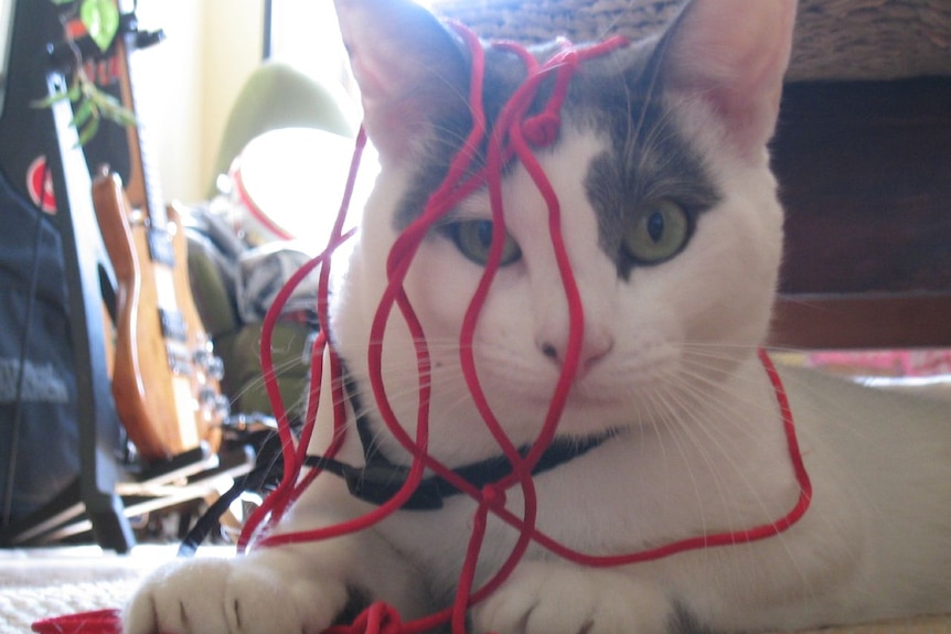 A white car with a yarn string over its face