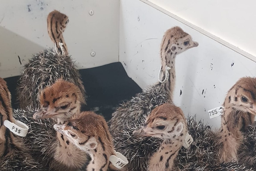 a group of ostrich chicks