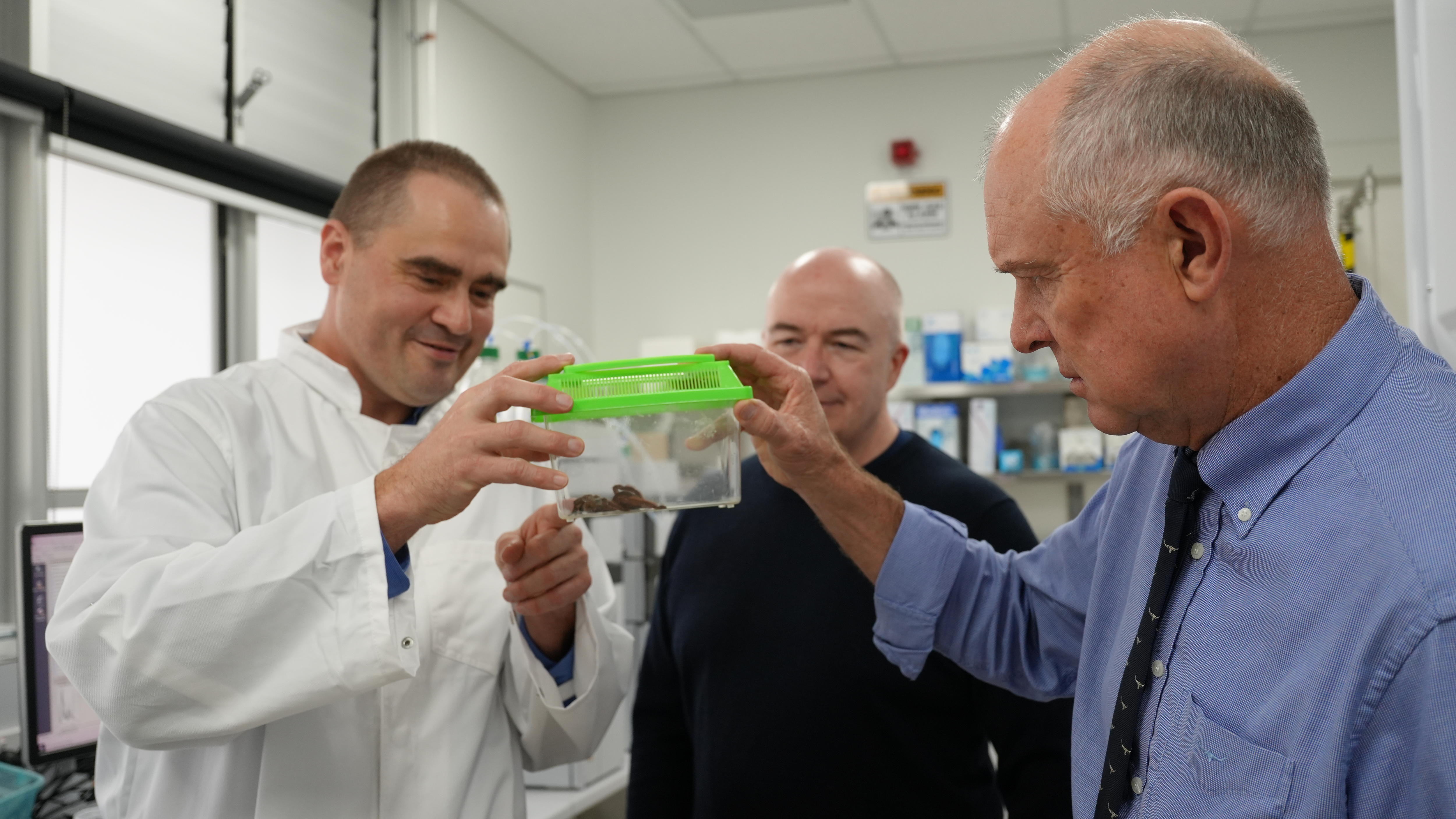 Three men stand in a laboratory and look at a spider in a plastic enclosure.