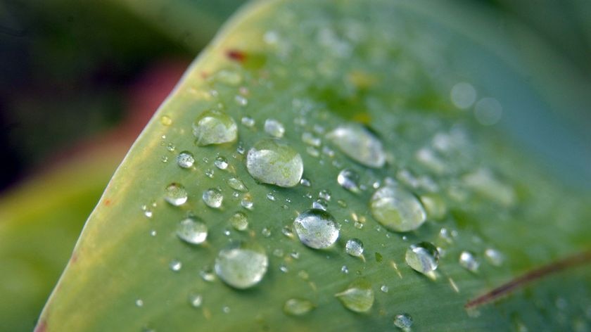 Large water droplets sit on a leaf