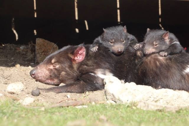 A Tasmanian devil and joeys