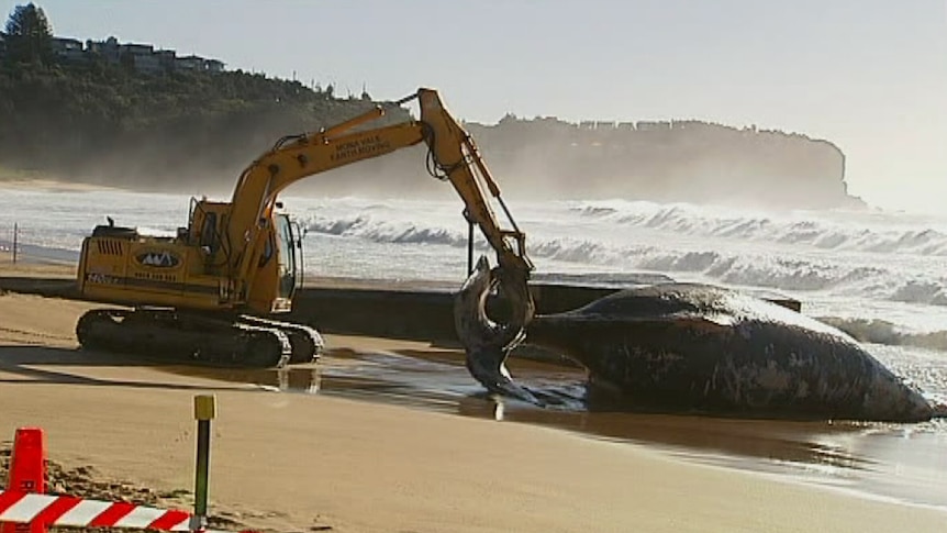 Excavator used to remove dead whale at Newport