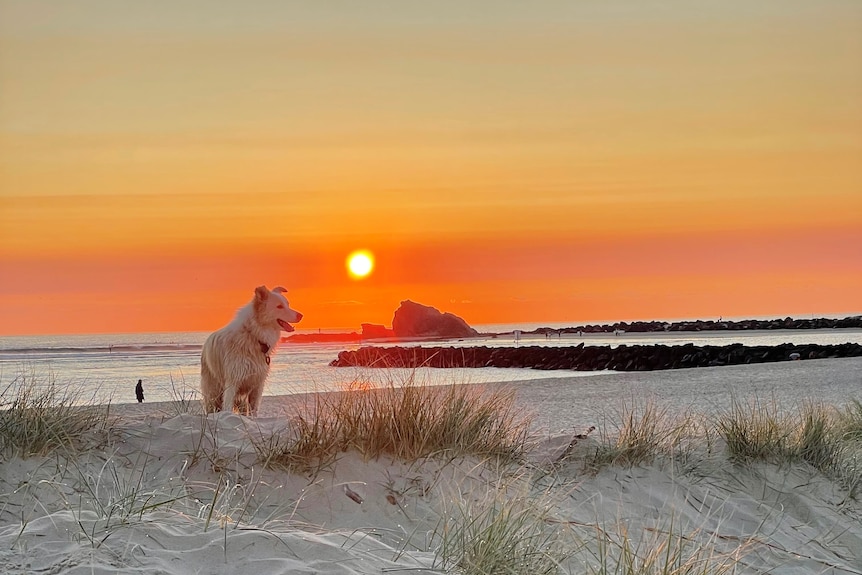 Smoky sunrise on the water at Currumbin, dog on sand in the foreground