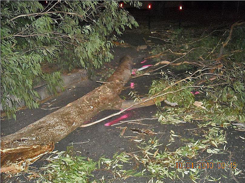 Seven-metre branch fell onto the car