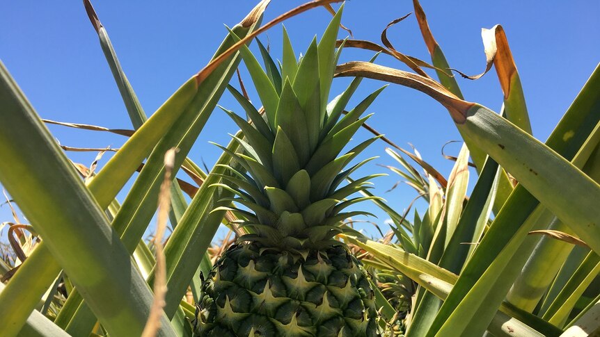 A close up of a fresh, pineapple almost ready to be picked, framed by the spiky leaves of the pineapple plant