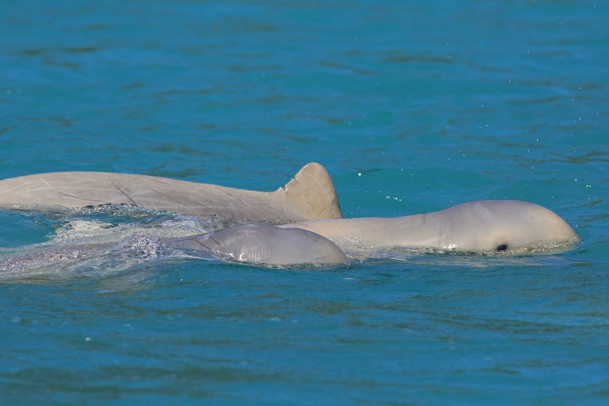 Did Sharks Really Kill That Cute Baby Dolphin?