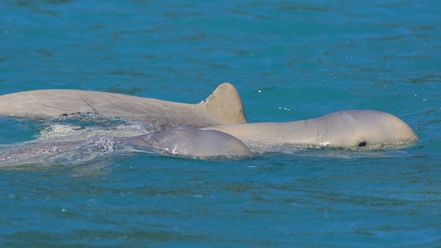 Snubfin dolphins