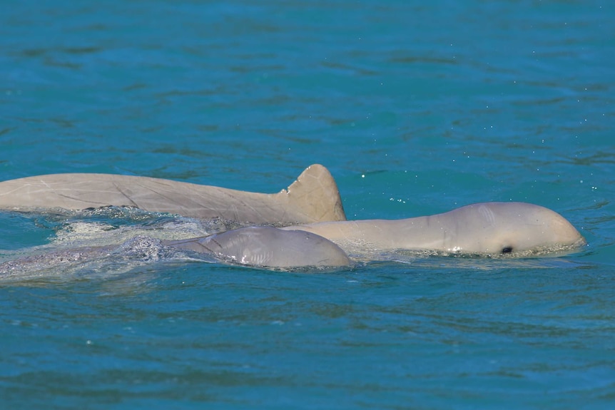 Snubfin dolphins