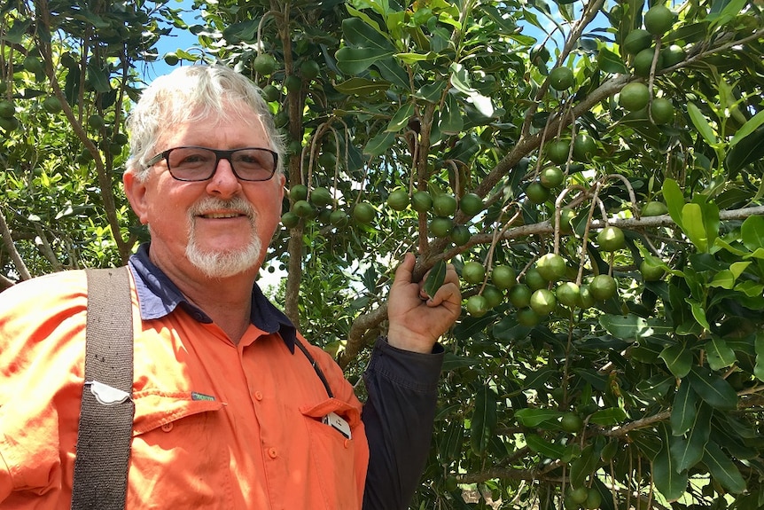 A close up of Graham Matsen in an orange shirt holding a branch with bunches of macadamias.