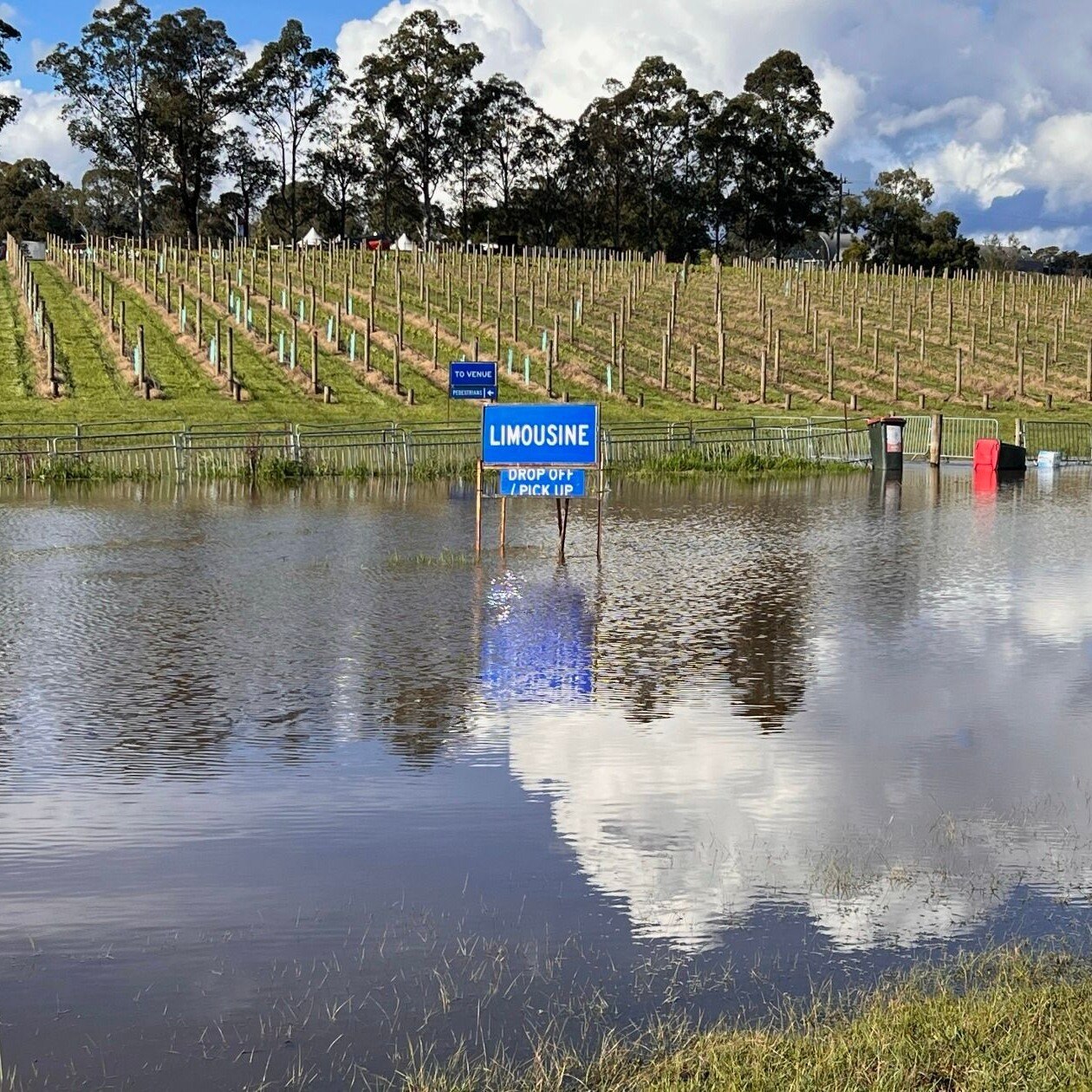 A vineyard covered in water.
