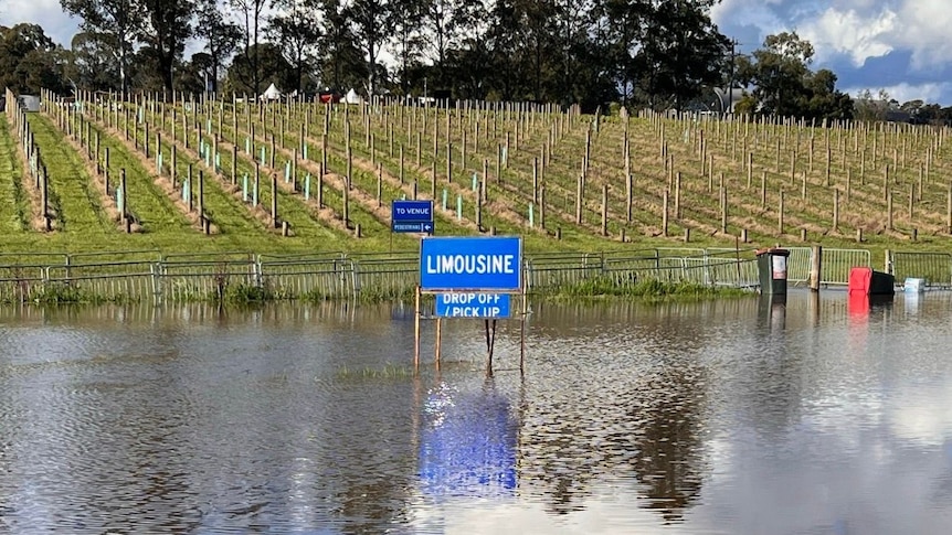 A vineyard covered in water.