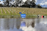 A vineyard covered in water.