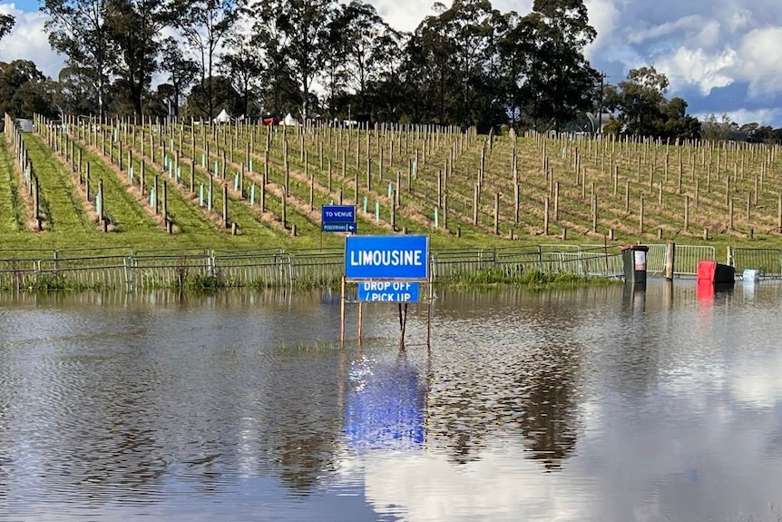 A vineyard covered in water.