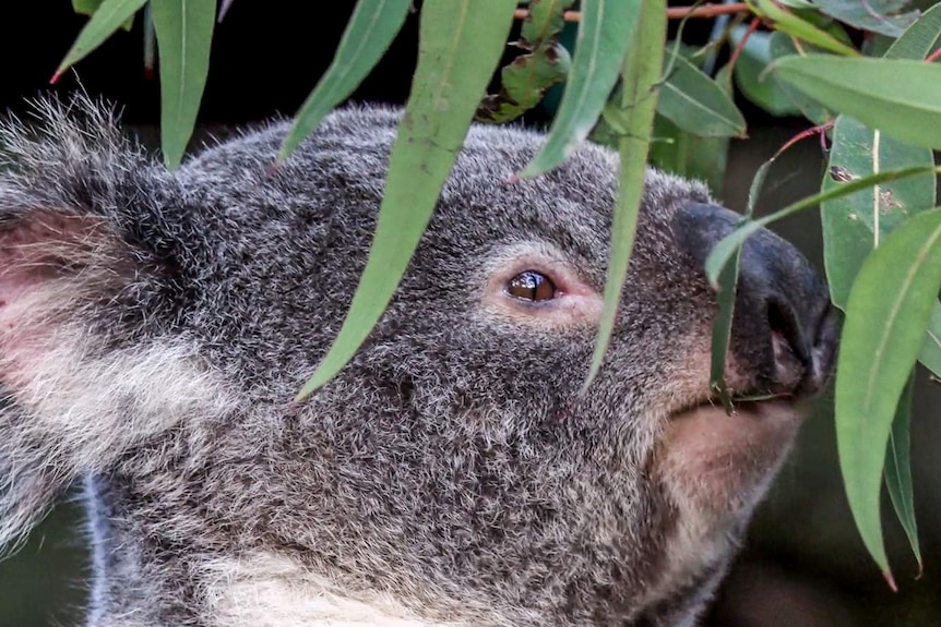 Koala eating gum leaves.