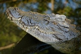 Croc at Crocodylus Park 3