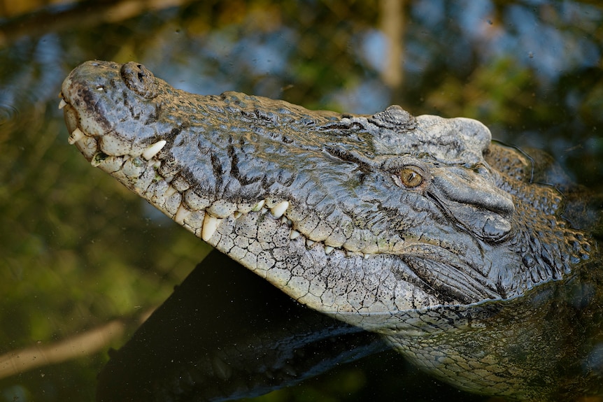 A saltwater crocodile poking its head out of a body of water.
