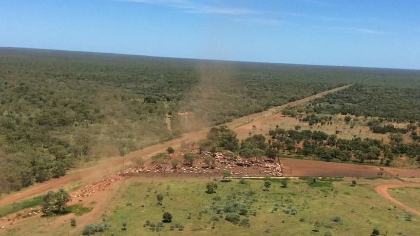 Cattle yards with dust