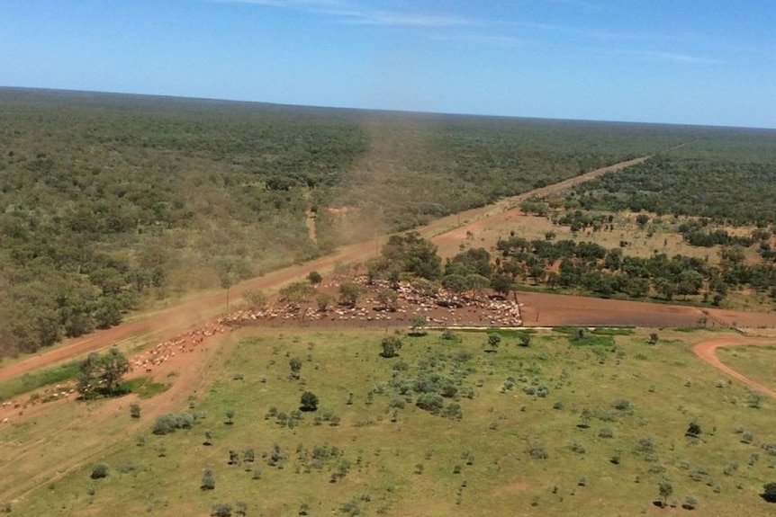 Cattle yards with dust