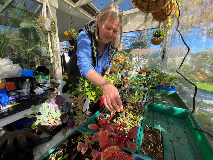 A woman checking on seedling in a garden house.