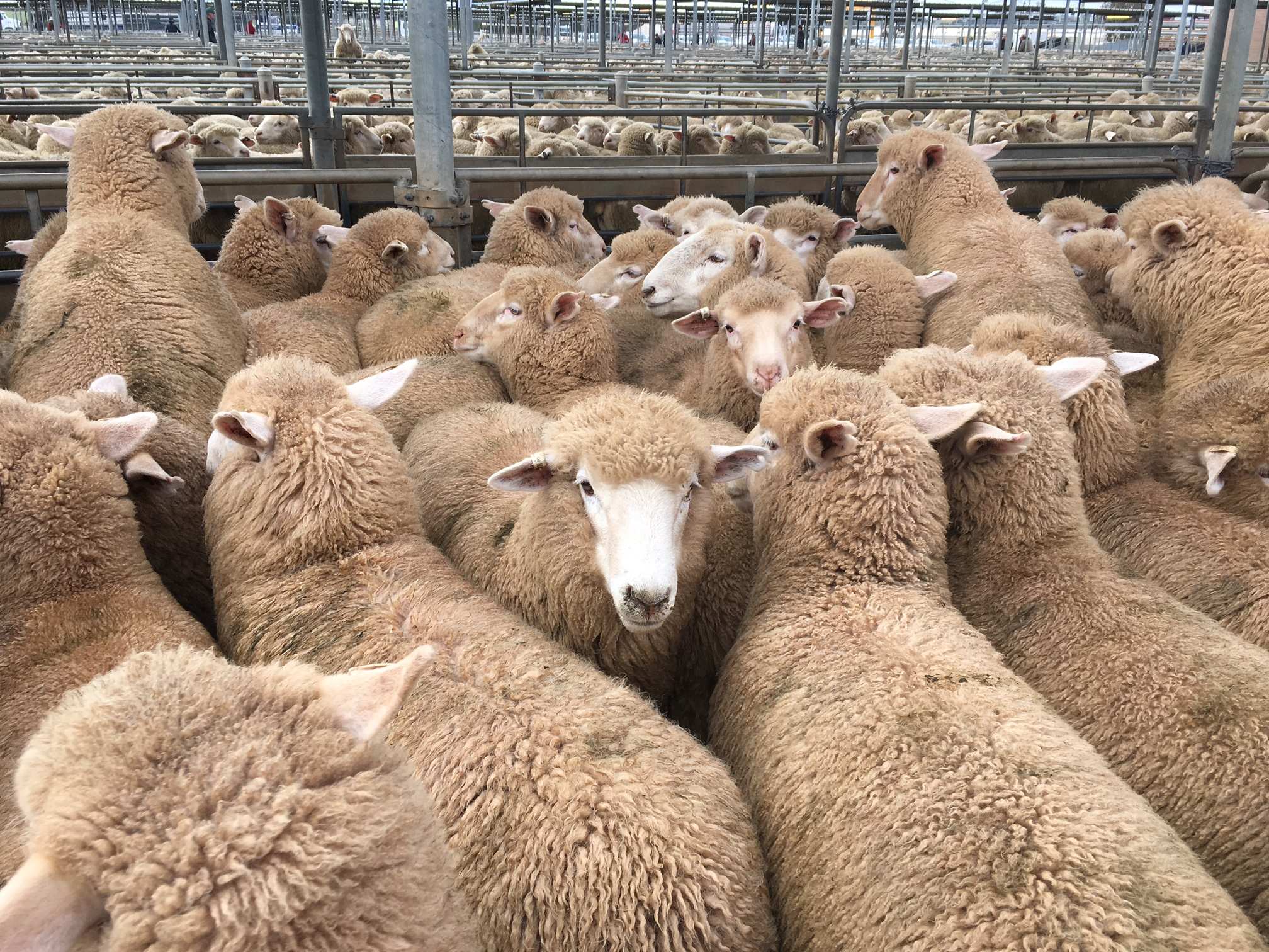Australian lamb prices continue to sizzle as overseas demand soars