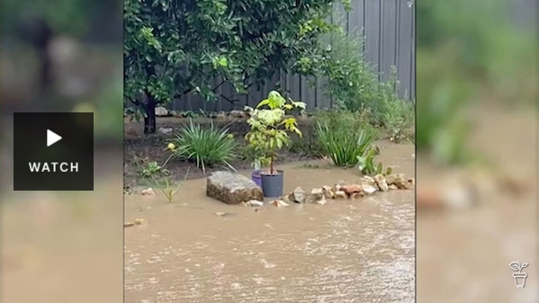 A garden flooded with rain water. Has Video.