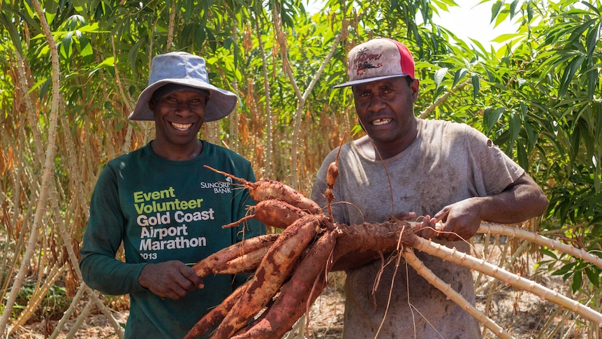 two men holding a cassava tuber with cassava plants behind.