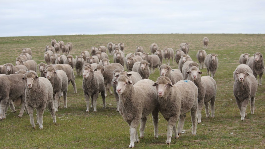 A mob of sale rams near Lameroo in the southern Mallee
