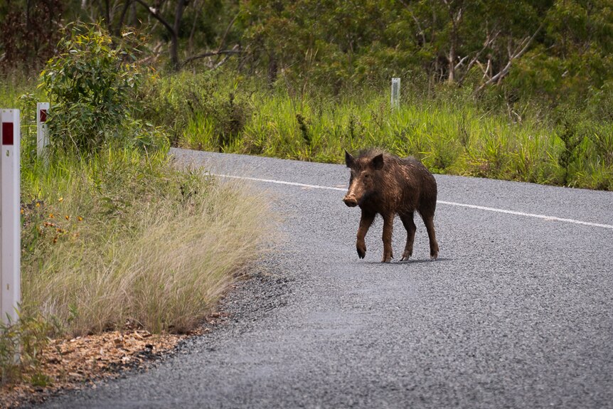 A dirty, hairy wild pig crosses a roadway.