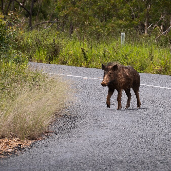 A dirty, hairy wild pig crosses a roadway.