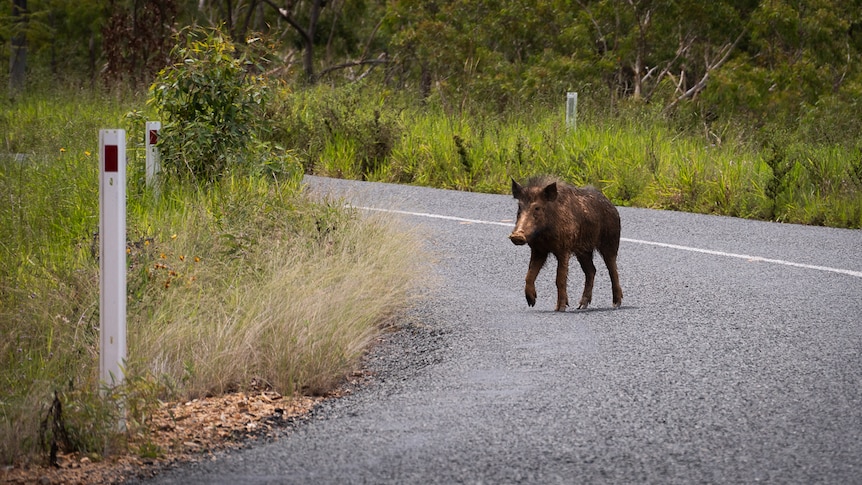 Feral pig crossing remote highway