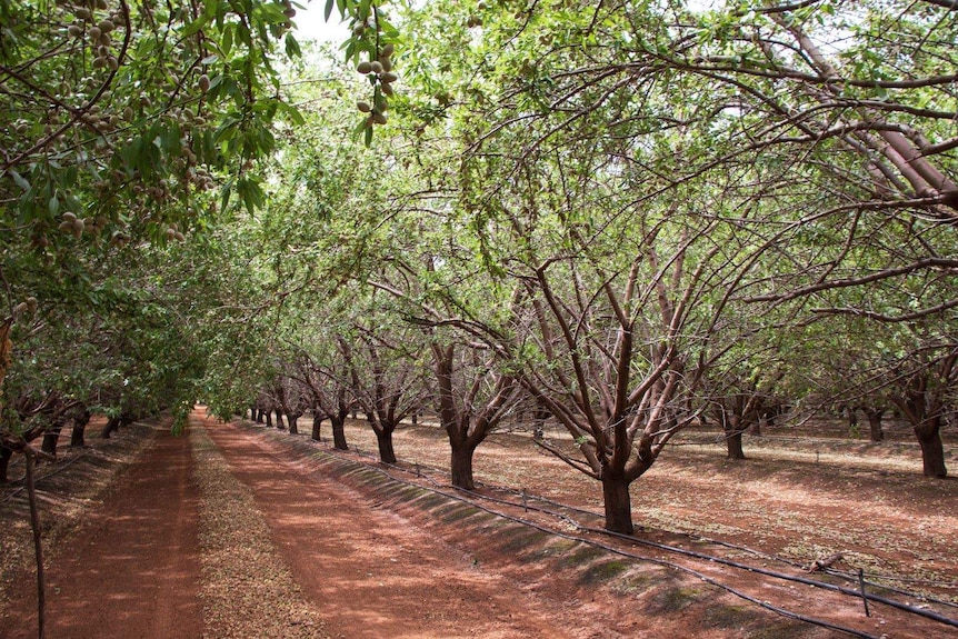 Rows of almond trees with green leaves in an orchard.