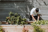Man wearing a white shirt works in a raised garden bed, in a story about saving soggy, water-logged plants.