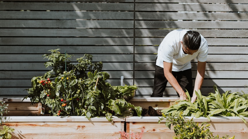 Man wearing a white shirt works in a raised garden bed, in a story about saving soggy, water-logged plants.