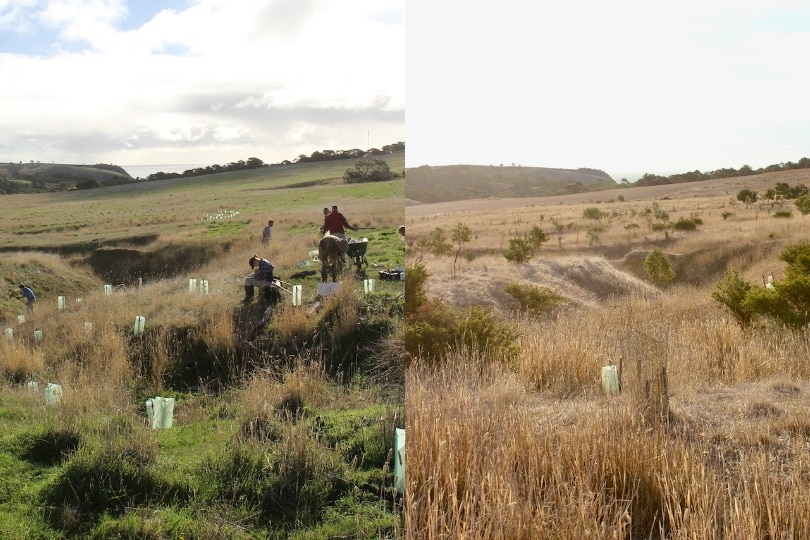 A composite image of, left, people planting trees next to a gully, and right, trees and shrubs growing in the same gully now