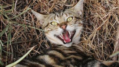 A feral cat lying on the ground snarling at the camera.