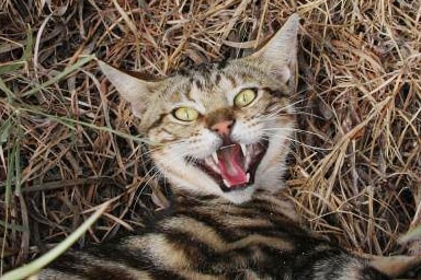 A feral cat lying on the ground snarling at the camera.