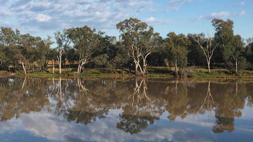 Looking across the Balonne River at river gums from St George in southern Queensland.