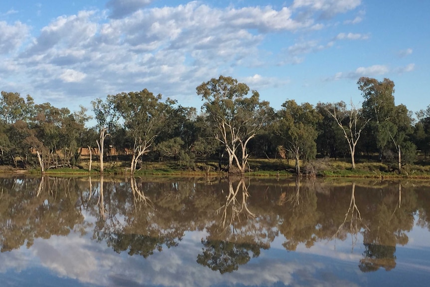 Looking across the Balonne River at river gums from St George in southern Queensland.