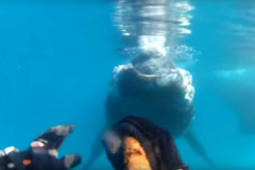 A diver's hand reaches towards the nose of a whale underwater.