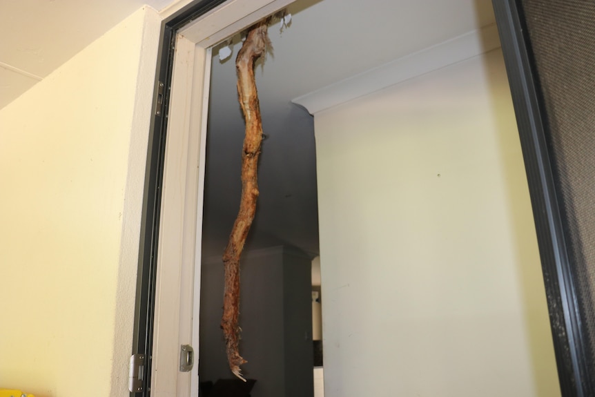 A branch sticking through the ceiling of a home.
