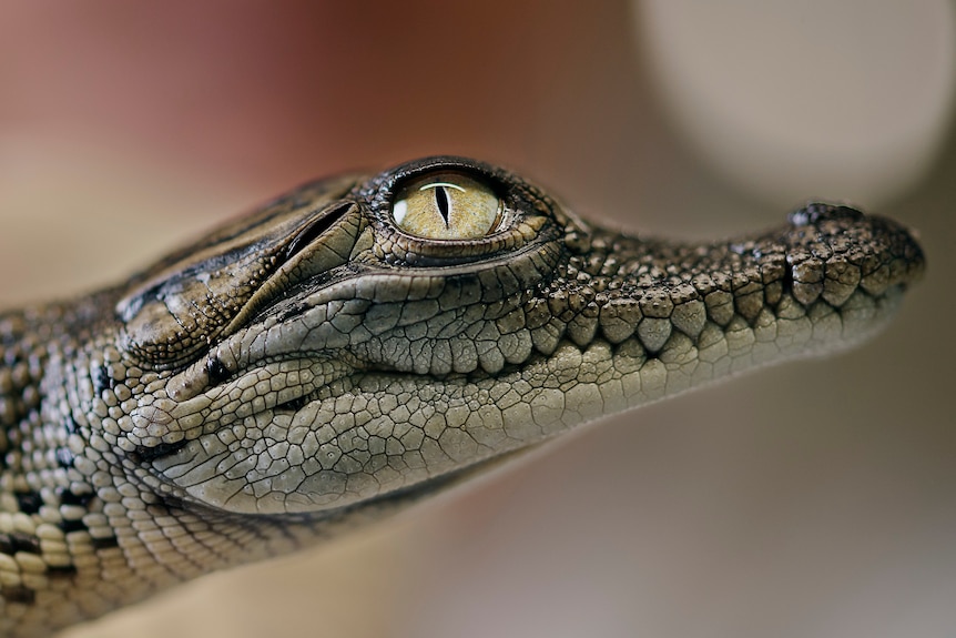 A hatchling crocodile is held by a scientist in rubber gloves.