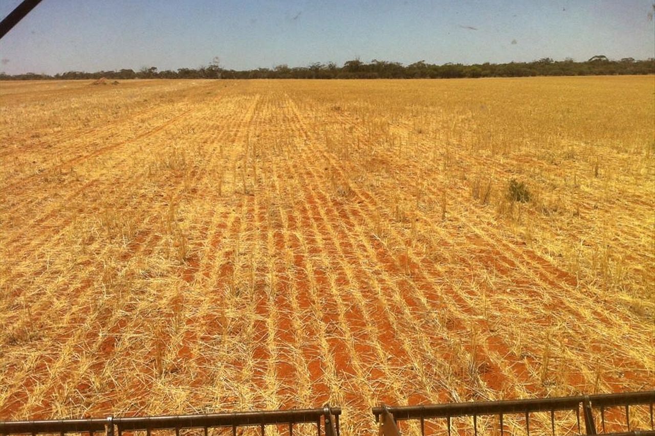 Emu influx in Wheatbelt - ABC News