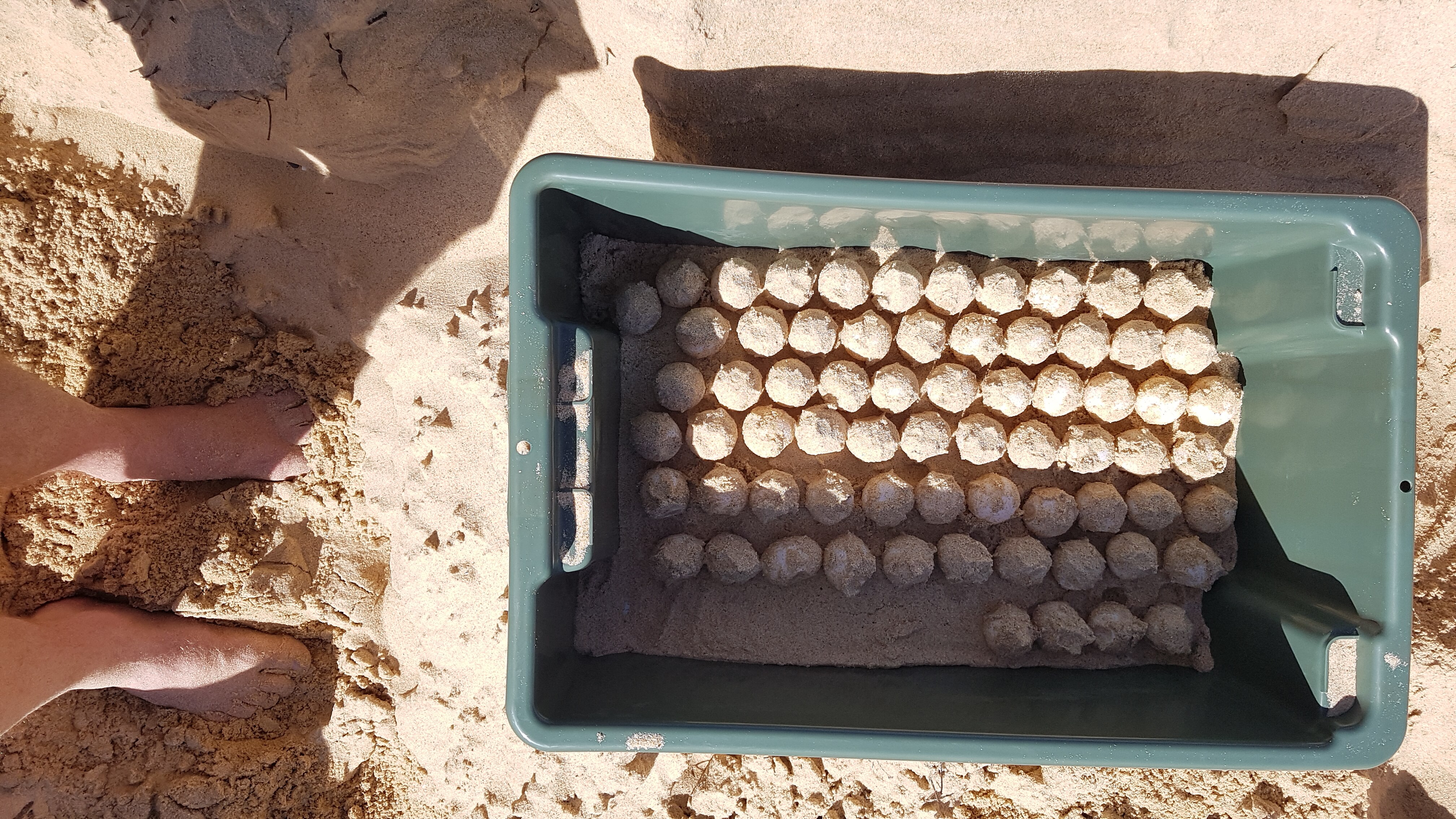 Looking into a plastic rectangular tub of 139 round turtle eggs on a sandy beach. 