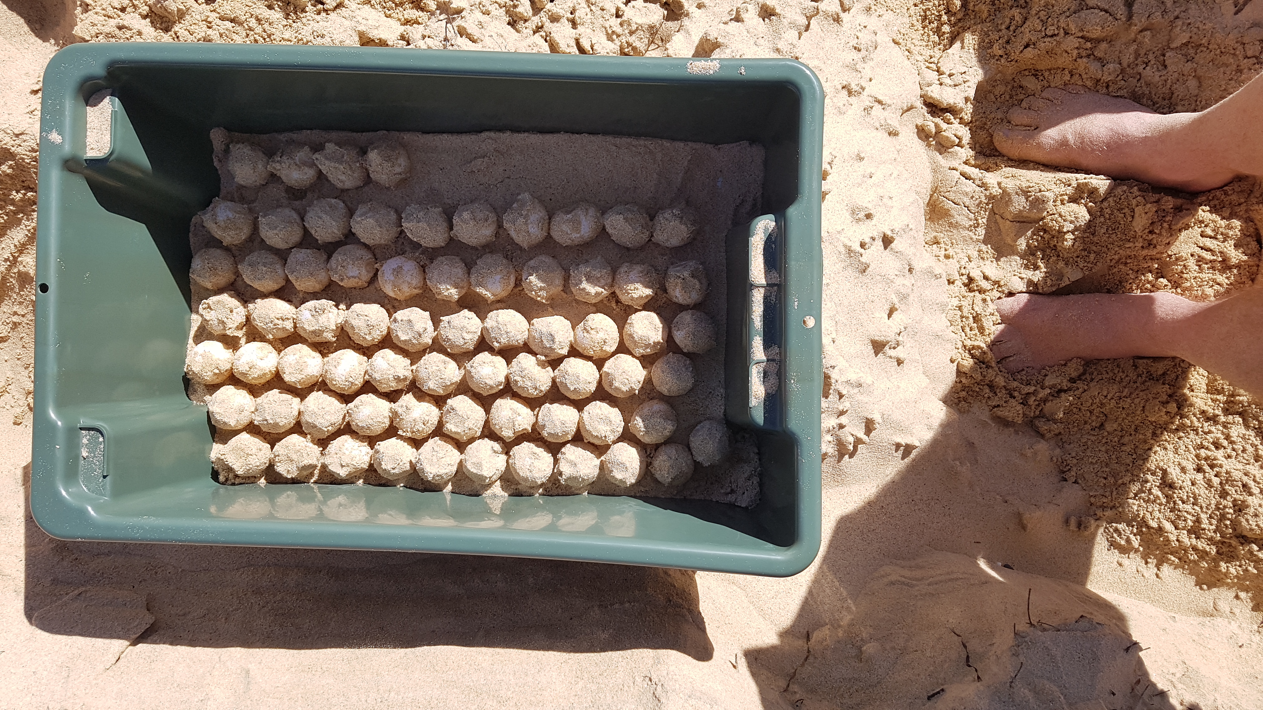 Looking into a plastic rectangular tub of 139 round turtle eggs on a sandy beach. 