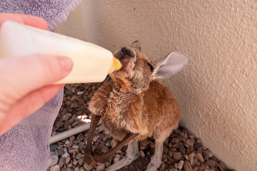 An image of a small kangaroo being bottle fed.