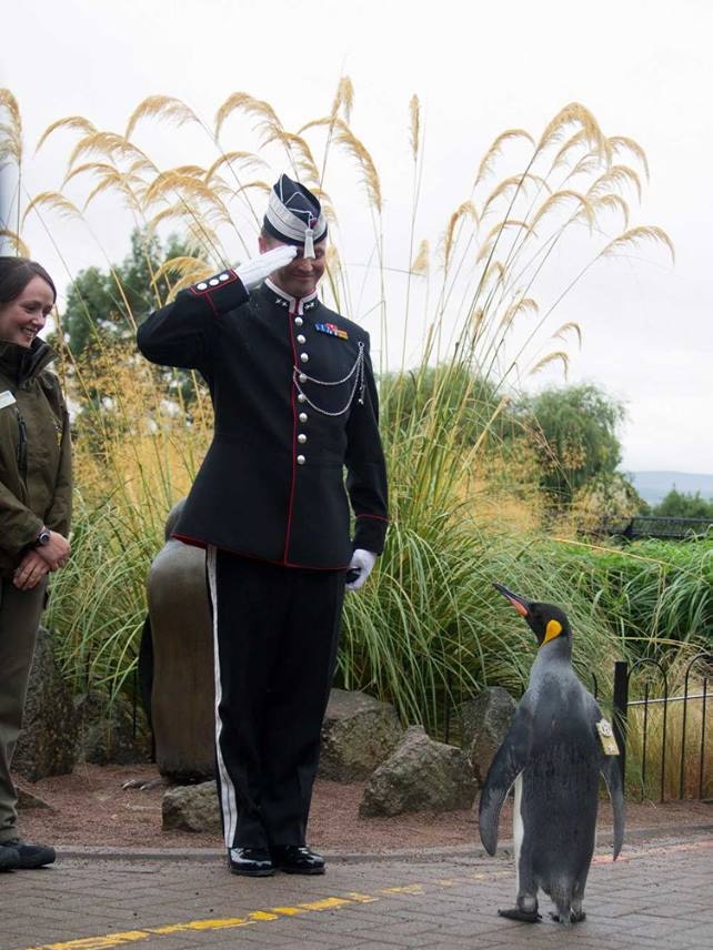 Sir Nils Olav looks up at guards