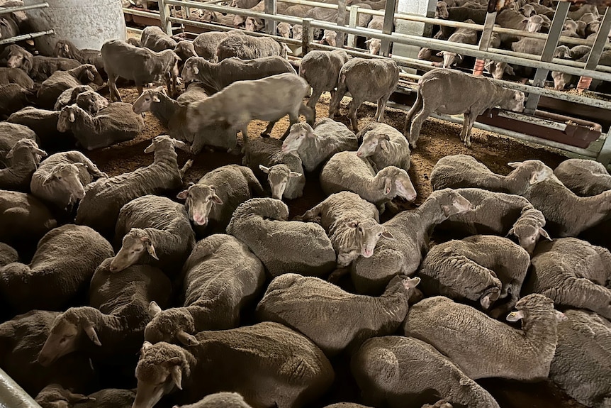 A wide shot looking down on many sheep in pens on a ship.