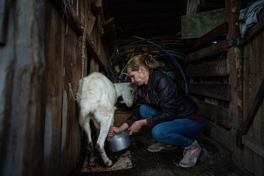 A woman kneels with a bucket next to a white goat, milking it. 