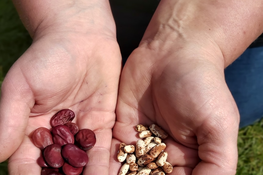 two hands hold two different types of bean seeds