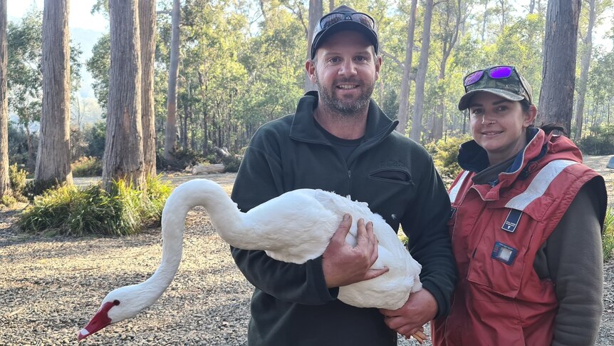Museum Bevidstløs jogger Tasmania's only known white-plumaged black swan recovering from multiple  gunshot wounds - ABC News
